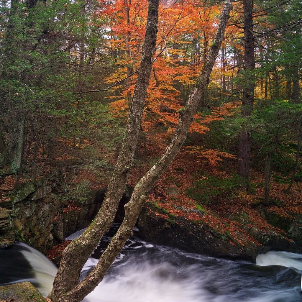 091027_129a-yellow-birch