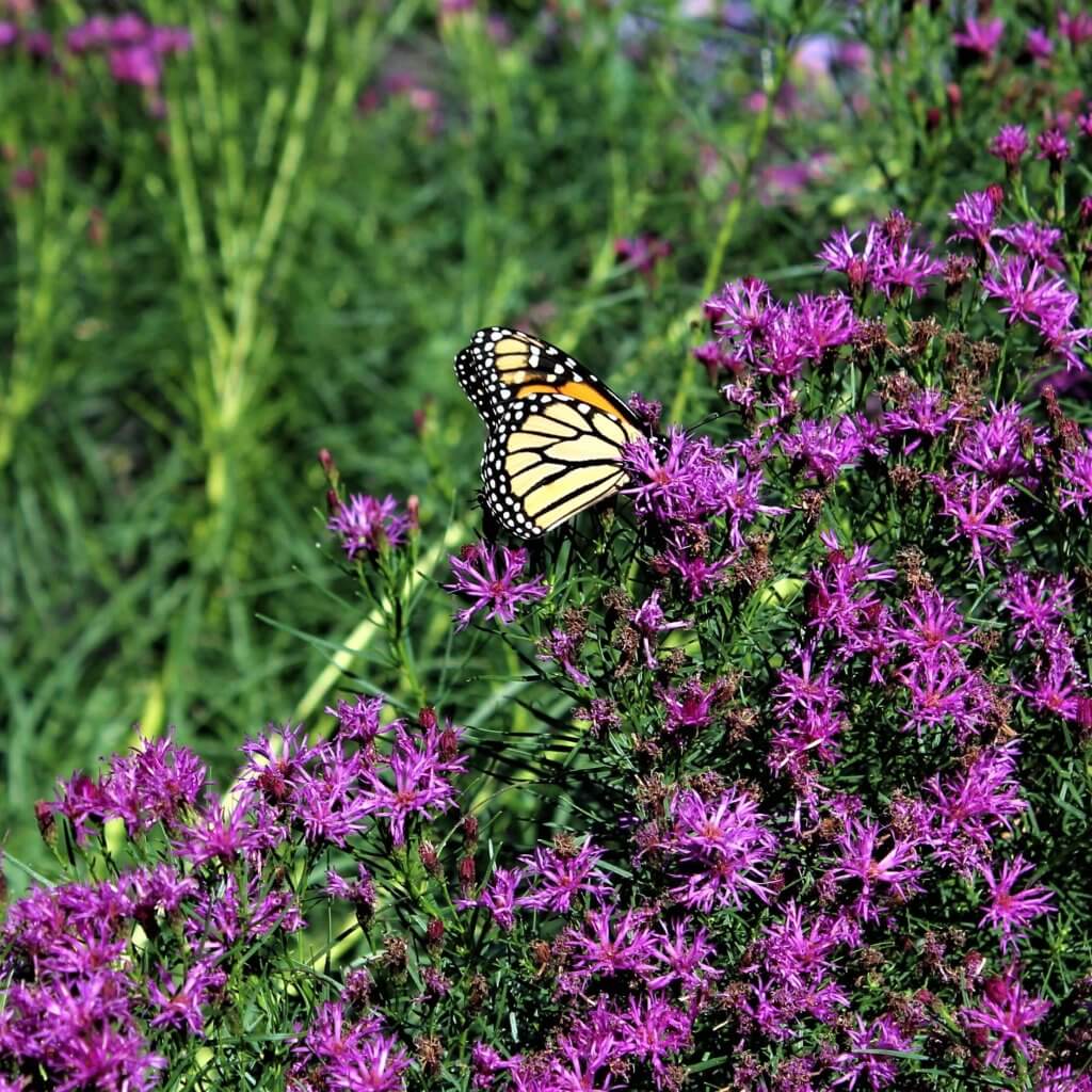 Middletown Garden Club / Farm Hill School
