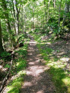 Mossy green hillside trail