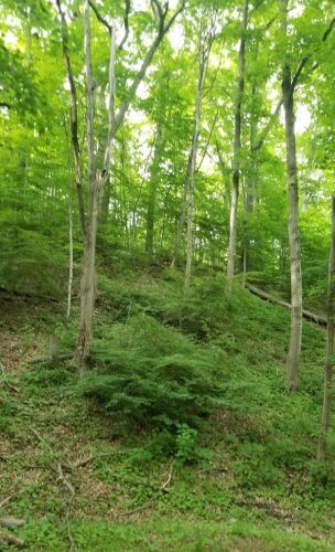 Forest with invasive plant understory