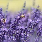 lavender field with honey bees