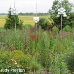 Meigs Point Pollinator Garden