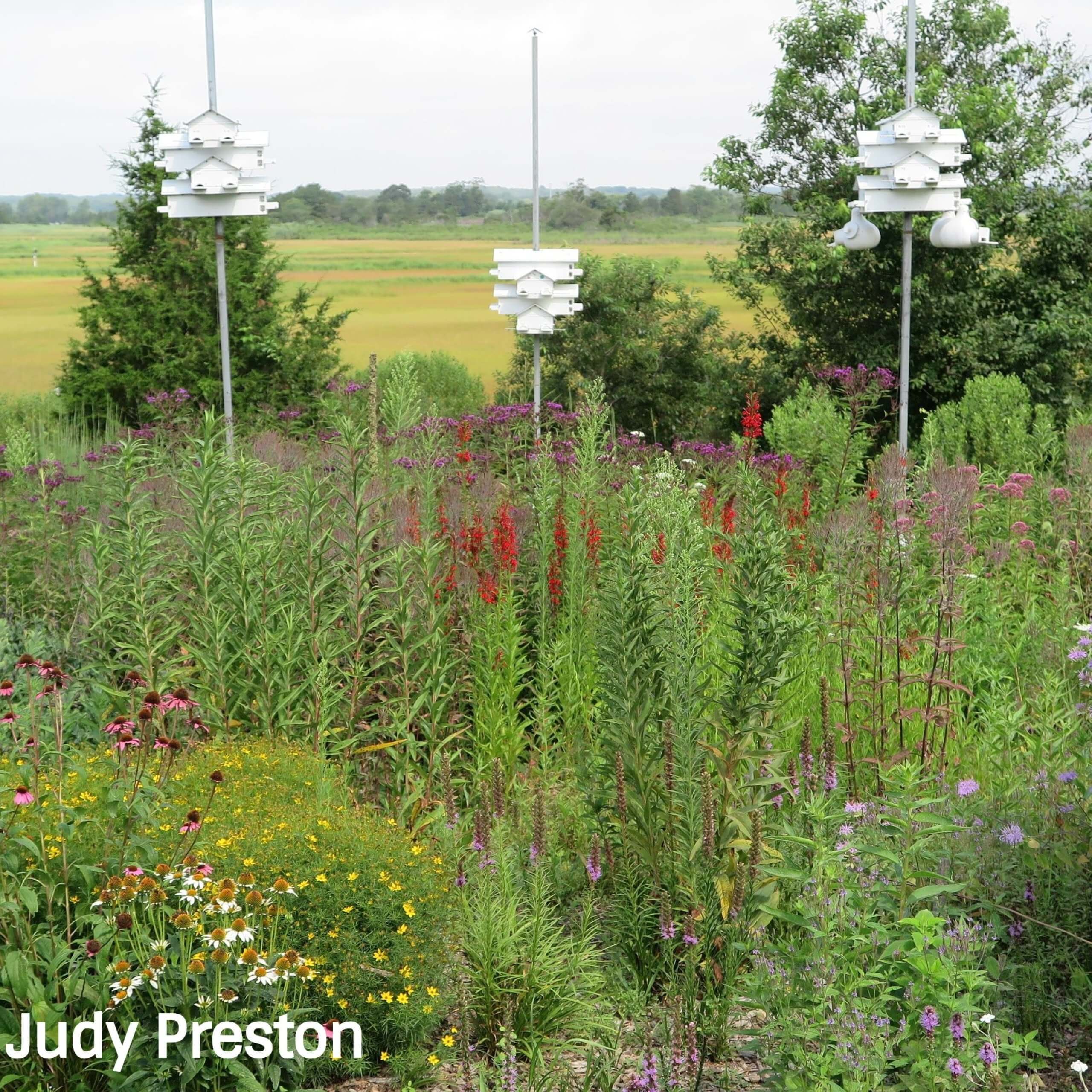 Meigs Point Pollinator Garden