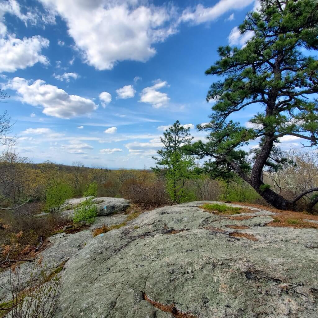A summer favorite with mountain laurel blooming in early June and blueberry bushes later on.