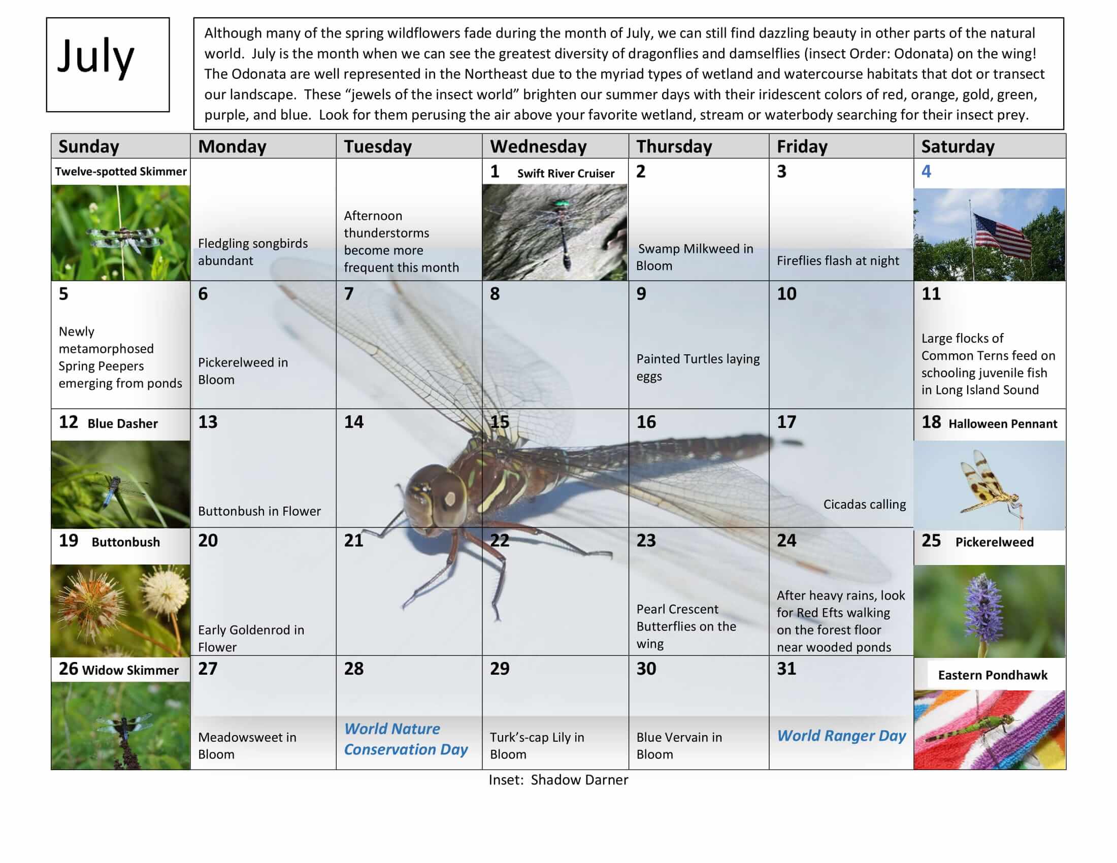 July Nature Calendar