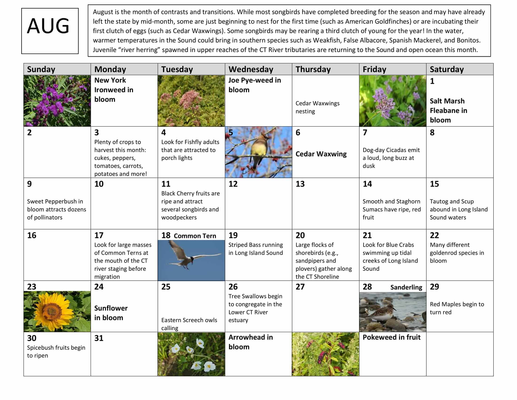 August Nature Calendar