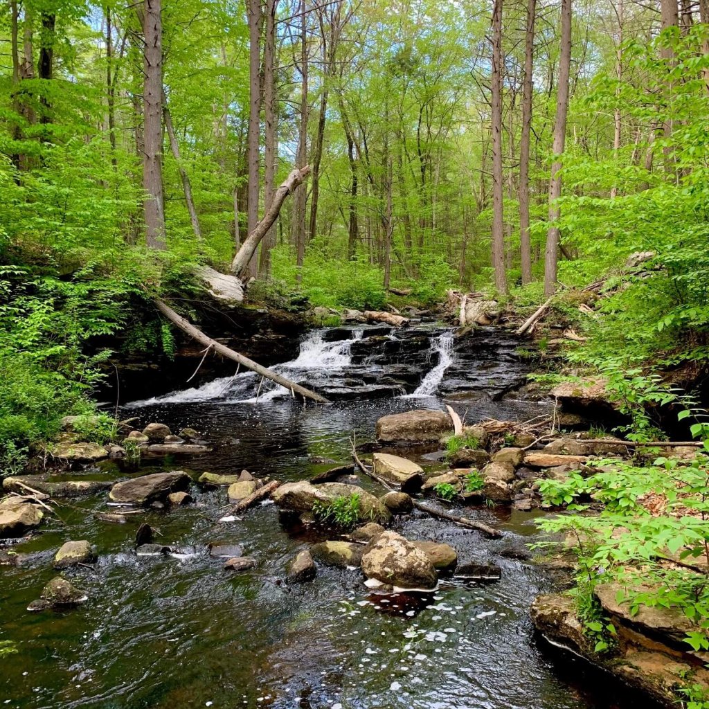 A beautiful hike through mossy forests and fern-lined pathways. Discover waterfalls, water views, and rock formations by exploring this 119-acre preserve.