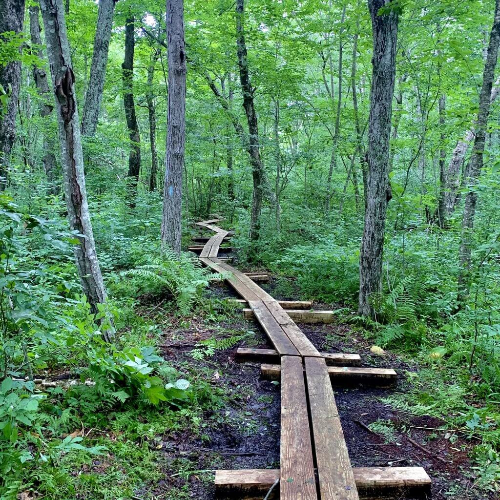Nestled in the Nehantic State Forest in Lyme, the Nayantaquit Trail meanders through a dense, hardwood forest and allows hikers to experience rocky ups and downs, thriving flora, and rock formations.