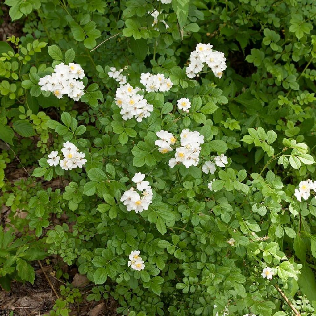 1280px-rosa_multiflora_a03