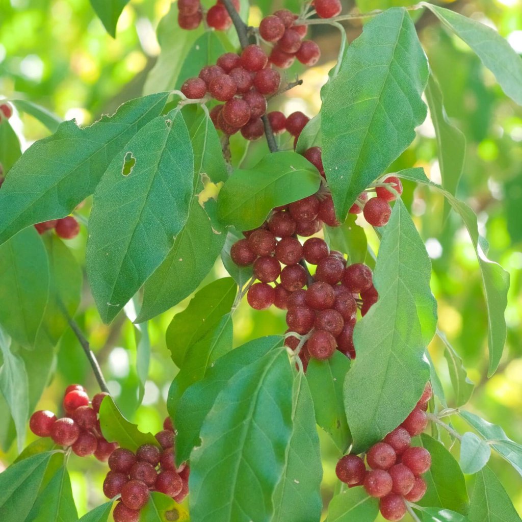 Elaeagnus umbellata