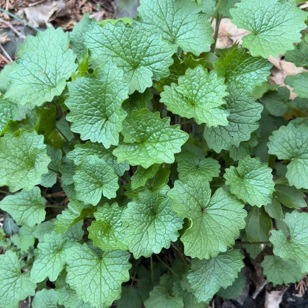 Invasive plants are species that are not native to a particular region that establish themselves and flourish in the environment, often displacing native plants.