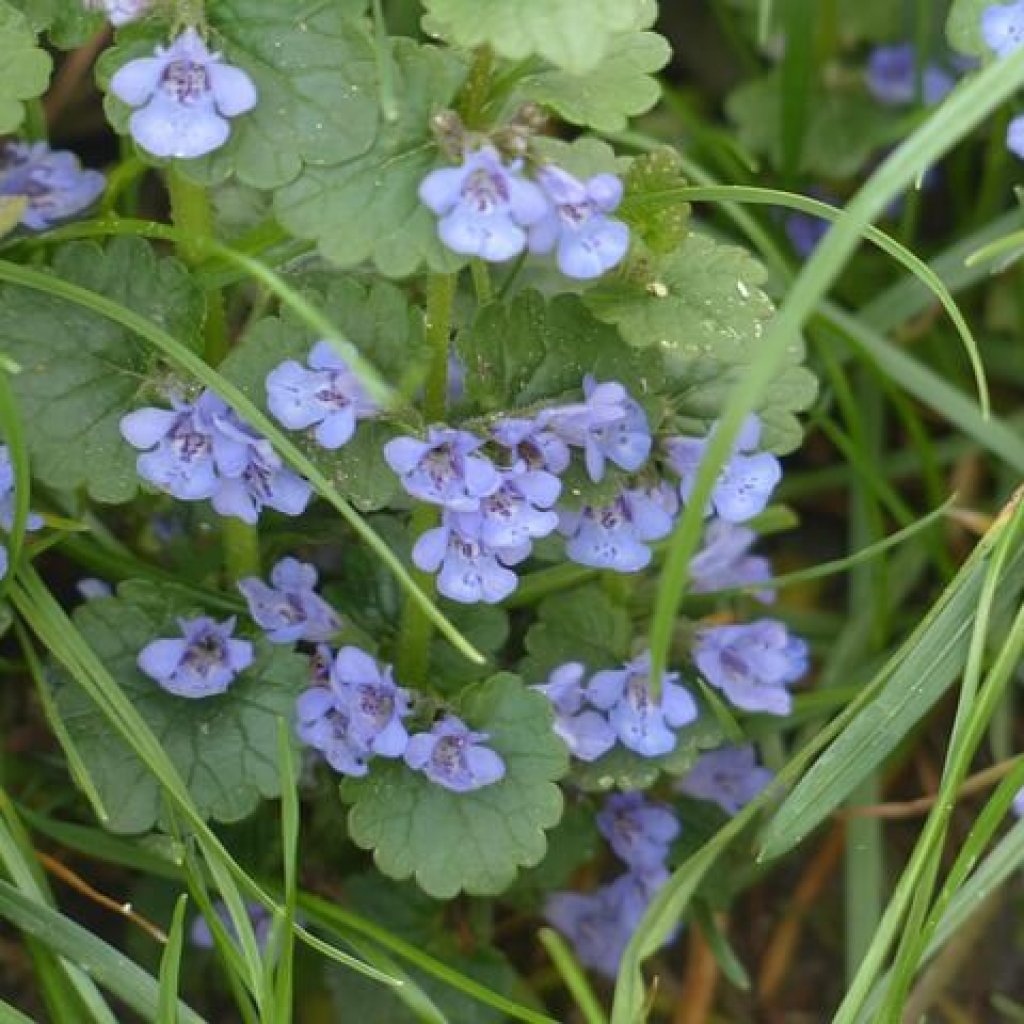 ground-ivy-116261_640