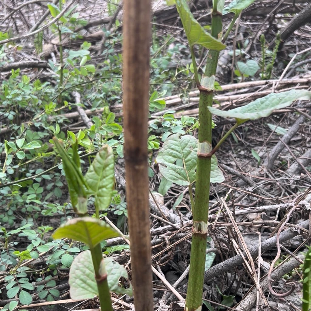 japanese-knotweed