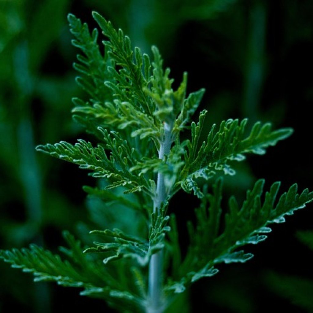 mugwort-6347384_640