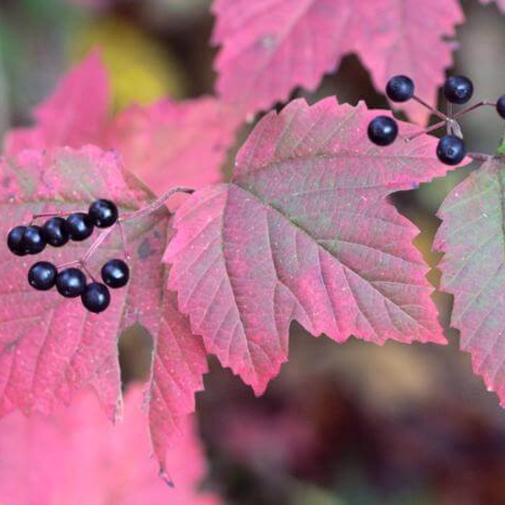 See what The Rockfall Foundation has going on in November in our latest e-news.