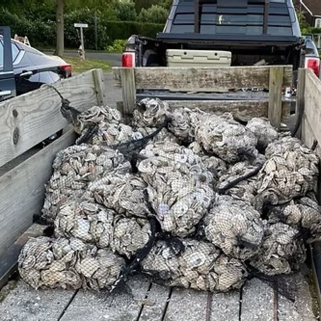 Collective Oyster Recycling and Restoration